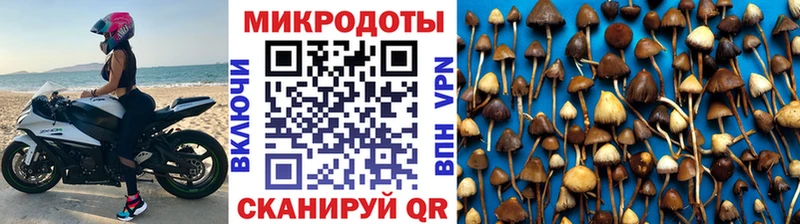 купить наркотик  Бабаево  Псилоцибиновые грибы Cubensis 
